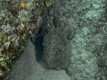 Close-up of fish swimming in sea