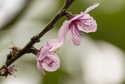 Close-up of pink cherry blossoms