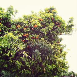 Low angle view of trees