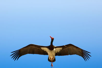 Low angle view of stork flying in blue sky