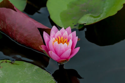 Close-up of pink water lily in pond