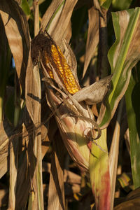 Close-up of lizard on leaves