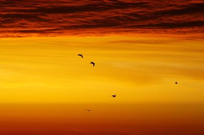 Silhouette birds flying in sky during sunset