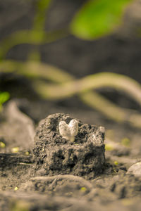 Close-up of rocks