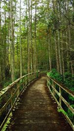 Footbridge amidst trees in forest