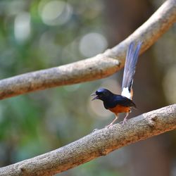 Close-up of bird perching on branch