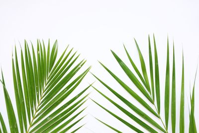 Close-up of palm leaves against sky