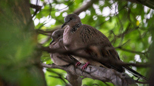 Low angle view of bird perching on branch