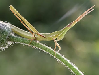 Close-up of insect on leaf