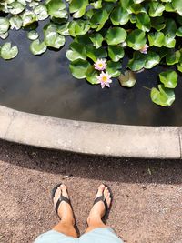 Low section of person standing on leaves in lake