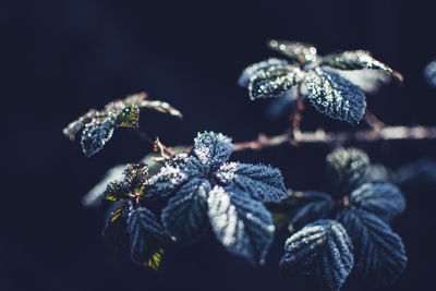 Close-up of frost on flower