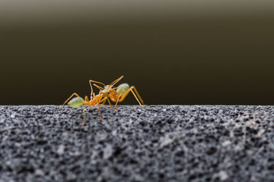 Close-up of insect