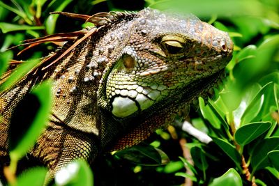 Close-up of lizard on tree