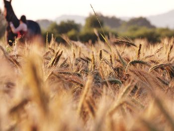 Close-up of stalks in field