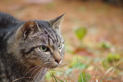 Close-up portrait of cat