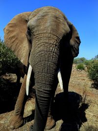 Full length of elephant in a field