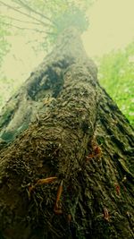 Close-up of tree trunk