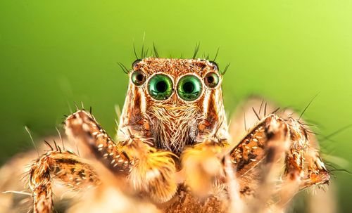 Close-up of spider