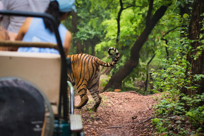 Rear view of tiger in ranthambhore national park