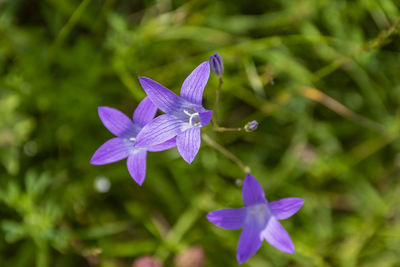 Close-up of purple flowering plant