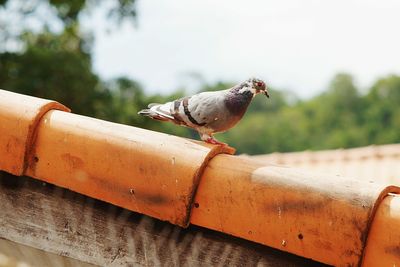 Close-up of pigeon perching on metal railing