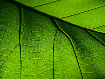 Macro shot green teak leaf texture