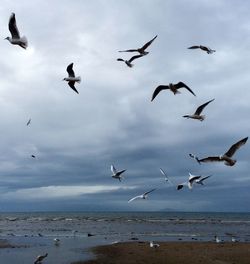 Seagulls flying over sea