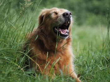 Dog sitting on field