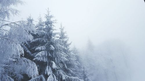 Low angle view of trees