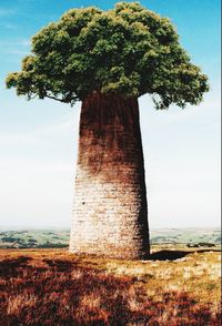 Trees on field against blue sky