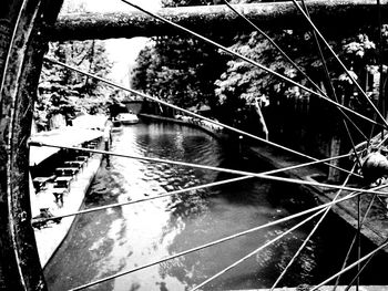 Reflection of trees in water