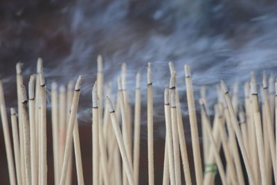 Close-up of burning incenses