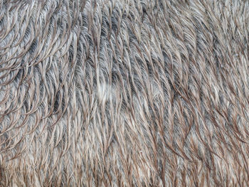 Fur horse leather texture. fluffy wet brown horse skin.