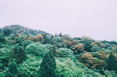 Plants growing against sky