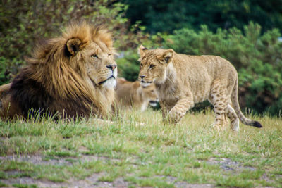 View of cats on the ground