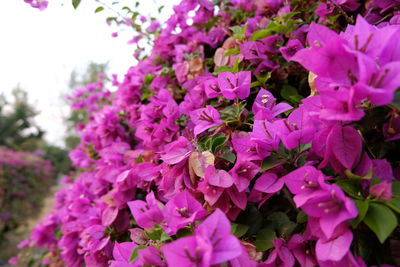 Close-up of pink flowers blooming on tree