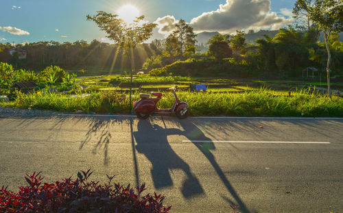 Shadow of man riding bicycle on plants