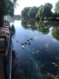 View of birds swimming in lake