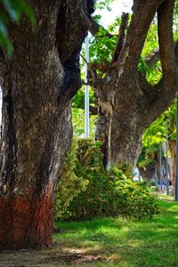 View of trees in park