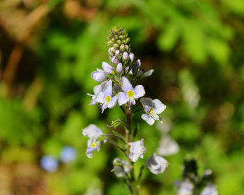 Close-up of white flowering plant