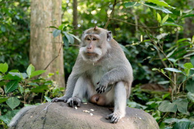 Monkey macaque in the rain forest. monkeys in the natural environment. bali, indonesia. 