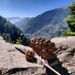 Close-up of pine cones on mountain