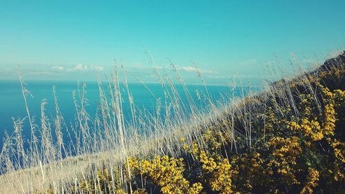 Scenic view of flowers against sky