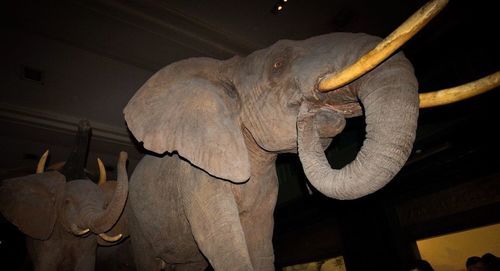 Close-up of elephant statue