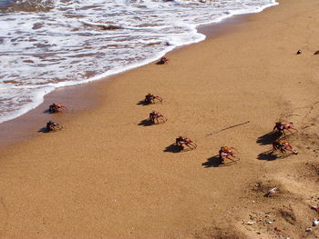 High angle view of crabs on beach