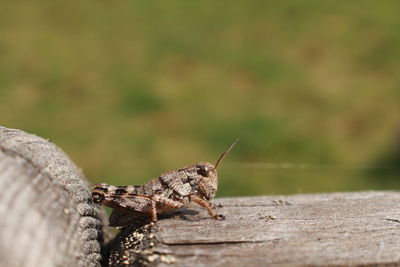 Close-up of grasshopper on wood