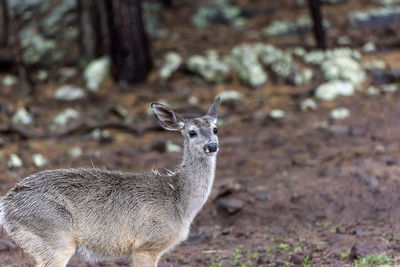 Portrait of deer standing on field