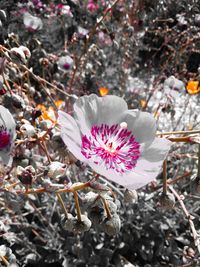 Close-up of flowers