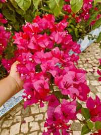 Close-up of hand holding pink flowering plant