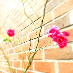 Close-up of flowers